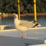 Baltikum_2025_Rahnenführer_01 (3)