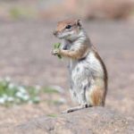 bilder-fuerteventura-2017-von-ingrid-gronert-1