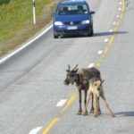 Nordkap und Lofoten 2015