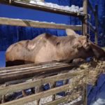 Eiskreuzfahrt Finnland Reise BE-Reisen Busreise (15)