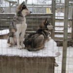 Eiskreuzfahrt Finnland Reise BE-Reisen Busreise (52)