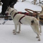 Eiskreuzfahrt Finnland Reise BE-Reisen Busreise (62)