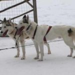 Eiskreuzfahrt Finnland Reise BE-Reisen Busreise (63)