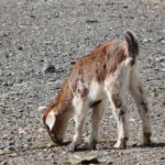 fotos-fuerteventura-2011-von-ingrid-gronert-2