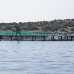 Griechenland Ingrid (50)