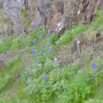 IslandIngrid2024 (25)