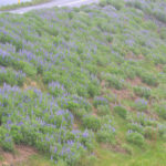 IslandIngrid2024 (43)