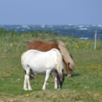 IslandIngrid2024 (6)