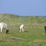 IslandIngrid2024 (7)