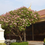 Kambodscha (118)