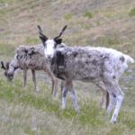 Nordkap 2019 (25)