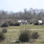 provence-cote-dazur-und-mailand-2016-von-ingrid-gronert-26