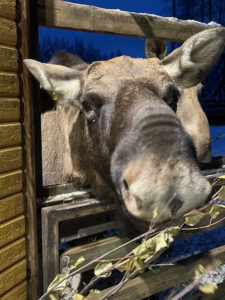 RiechmannSeeleFinnland (6)