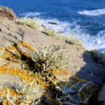 Shetland Kerstin Jahnke (55)