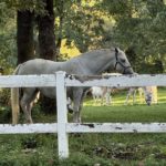 Slowenien25 (167)