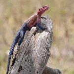 Tansania Kenia 2019 (2)