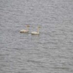 wikingerkreuzfahrt-2016-von-ingrid-gronert-38