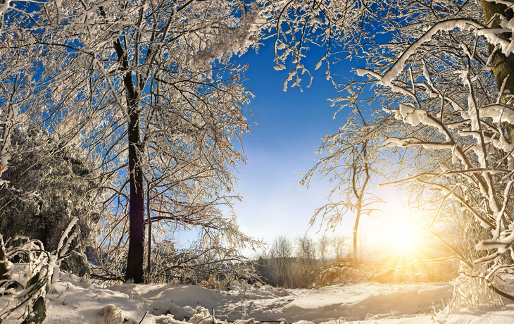 Verzauberte Winterlandschaft mit Sonne, Schnee auf Bumen und blauem Himmel