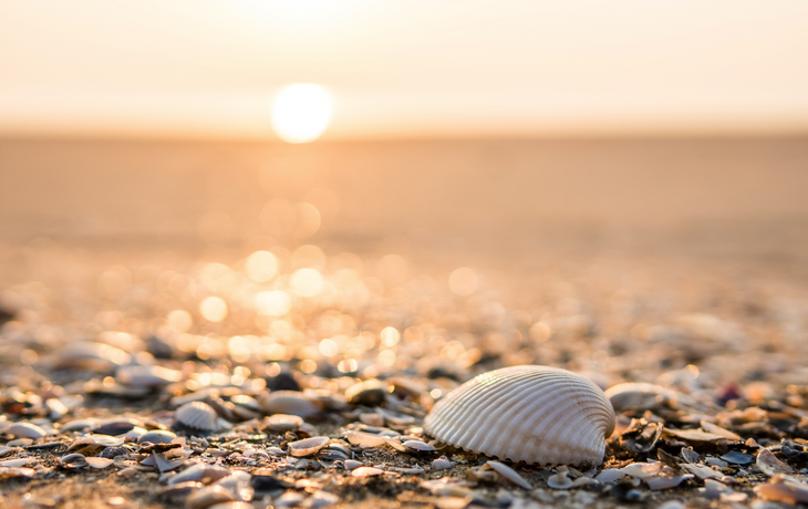 Muschel am Strand im Sonnenaufgang