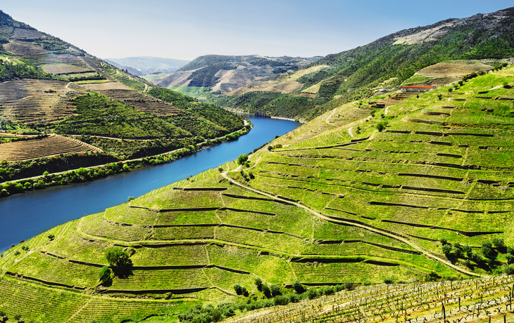 Weinberge im Douro Tal