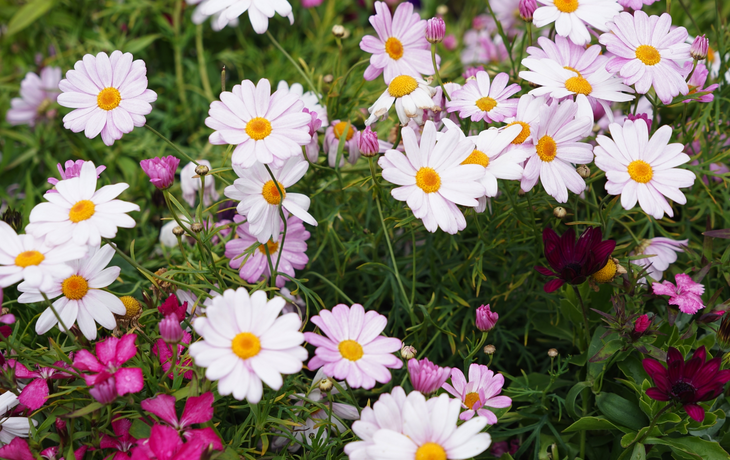 Bunte Blumenrabatte mit rosafarbenen Margeriten und pink-farbenen Blüten