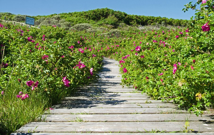 Wangerooge 22