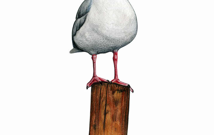 Aquarell-Möwe auf einem hölzernen Anlegestock