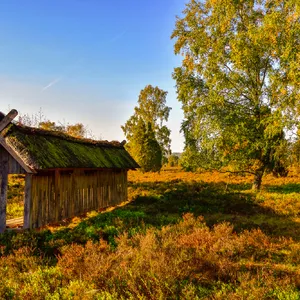 Lüneburger Heide mit Kutschfahrt
