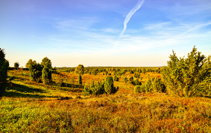 goldener Herbst in der Lüneburger Heide bei Undeloh, Deutschland