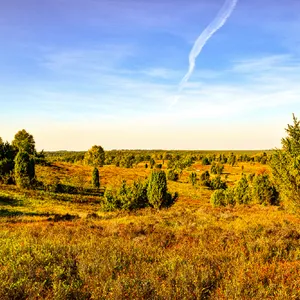 Lüneburger Heide mit Kutschfahrt