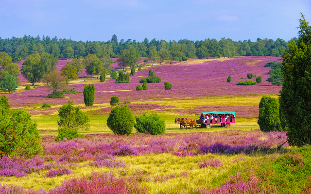 Pferdekutsche in Heideblütenlandschaft mit Bäumen im Hintergrund