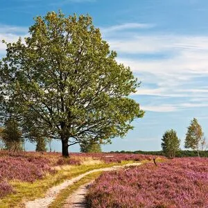 Lüneburger Heide mit Kutschfahrt