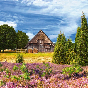 Lüneburger Heide mit Kutschfahrt