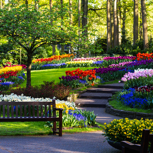 Keukenhof Holland