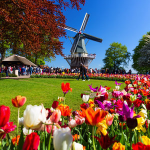 Keukenhof Holland