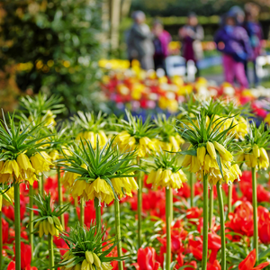 Keukenhof Holland
