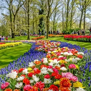 Keukenhof Holland