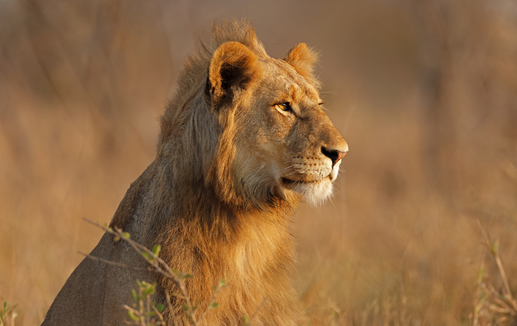 Porträt eines jungen männlichen afrikanischen Löwen im Krüger-Nationalpark, Südafrika
