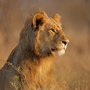 Porträt eines jungen männlichen afrikanischen Löwen im Krüger-Nationalpark, Südafrika