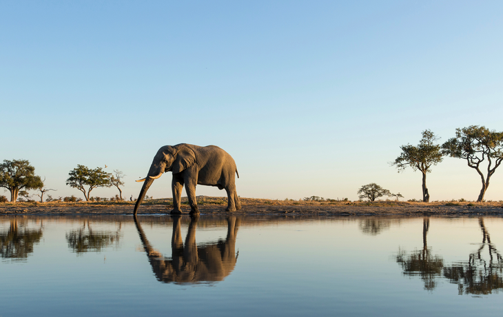 Elefant im Chobe-Nationalpark in Botswana