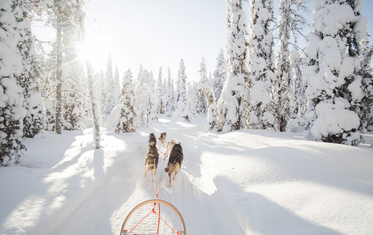 Hundeschlittenfahren in Lappland, Finnland