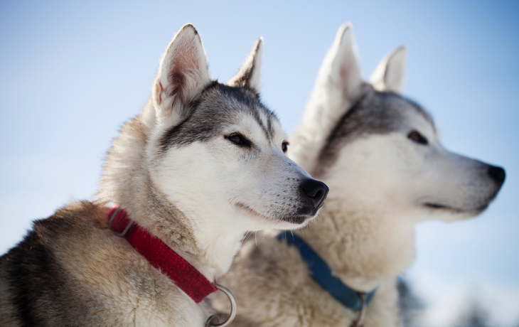 Huskies