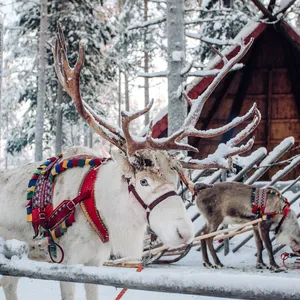 Nordlichtexpress und Polarzug