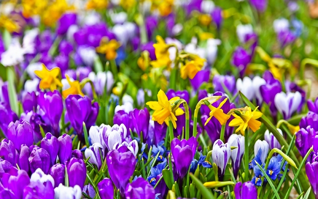 Blühende Frühlingswiese mit lila Krokussen, gelben Narzissen und blauen Traubenhyazinthen.