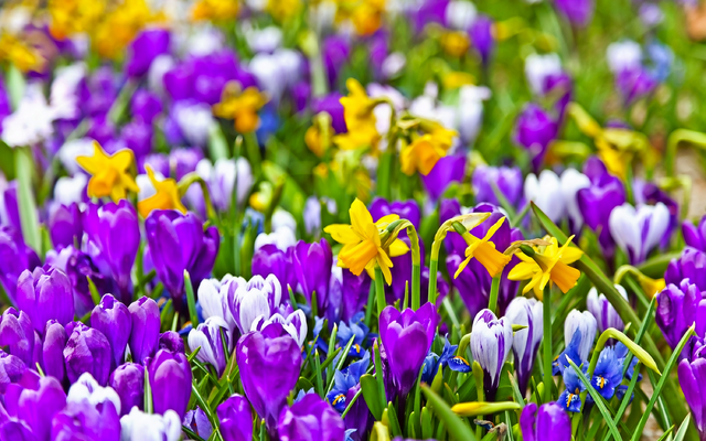 Blühende Frühlingswiese mit lila Krokussen, gelben Narzissen und blauen Traubenhyazinthen.