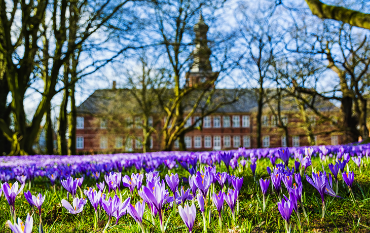 Die blühenden violetten Krokusse bei der Krokusblüte vorm Schloss in Husum