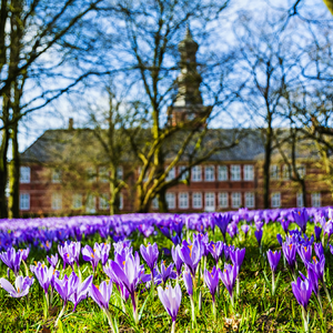 Krokusblüte Husum