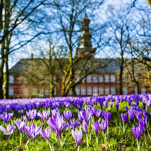 Krokusblüte Husum