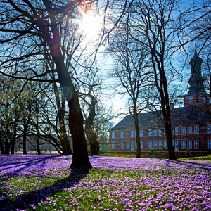Krokusblüte Husum
