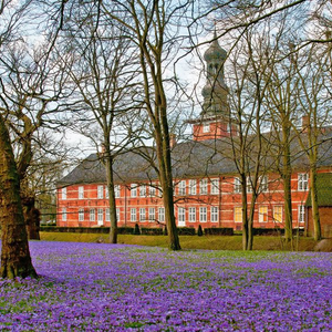 Krokusblüte Husum